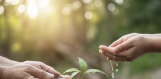 Ariccia, un futuro radicato nel territorio: 60 alberi per 60 anni