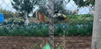 Pro Italia Castelli Romani chiede al Comune di Frascati l’installazione di raccoglitori per le deiezioni canine in Via del Fontanile Tuscolano