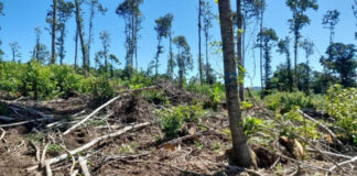 Parco dei Castelli Romani “Controllo dei tagli boschivi”
