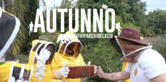 La vita dell’alveare