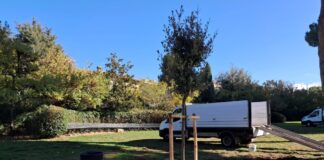 Grottaferrata, avviata la piantumazione di 120 nuovi alberi in città