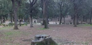 Frascati, nuovi interventi sul patrimonio arboreo cittadino