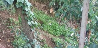 Forza Italia e Io Amo Frascati “Cinghiali a Frascati: bene i primi passi del Comune, ma servono visione e coerenza”