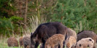 Cinghiali a Villa Sciarra, “La responsabilità è di chi ha ignorato il problema per anni”