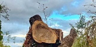 Forza Italia Frascati “Villa Sciarra, abbattuta una roverella storica”