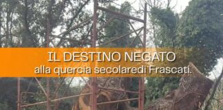 Forza Italia e Io Amo Frascati “Villa Sciarra, la quercia abbattuta e una visione del verde che a Frascati continua a mancare”