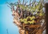 A Rocca di Papa parte il Museo diffuso del bosco