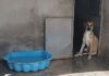 Ospedale veterinario di Roma, dalle promesse elettorali alle domande ancora senza risposta ospedaleveterinarioroma