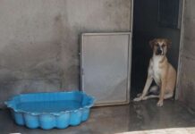 Ospedale veterinario di Roma, dalle promesse elettorali alle domande ancora senza risposta ospedaleveterinarioroma