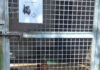ANIMALI. OSPEDALE MURATELLA, FDI “PD PROMETTE CURE E CERCA MACCHINE IN DONO” ospedalemuratella