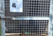ANIMALI. OSPEDALE MURATELLA, FDI “PD PROMETTE CURE E CERCA MACCHINE IN DONO” ospedalemuratella